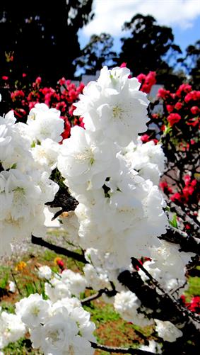 White Flowers, Pemberton, WA.